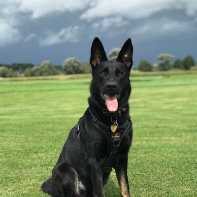 Hundetreffen-Suche souveränen Hund der gerne spielt-Bild