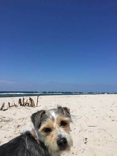 Hundeurlaub In Deutschland-Beitrag-Bild