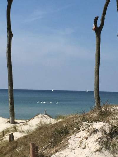 Hundeurlaub In Deutschland-Beitrag-Bild