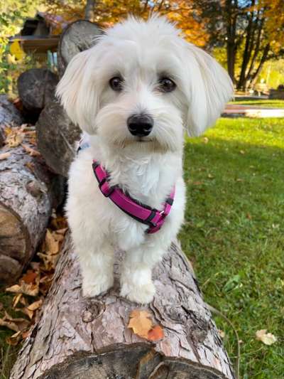 Malteser-Beitrag-Bild