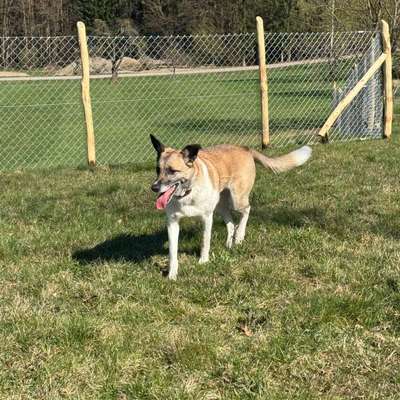 Hundetreffen-Spieldate-Bild