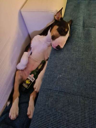 Miniatur Bull Terrier-Beitrag-Bild