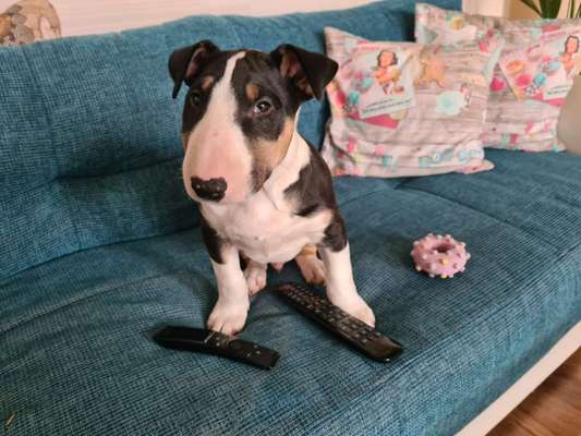 Miniatur Bull Terrier-Beitrag-Bild