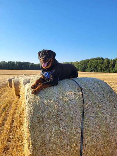 Rottweiler/-Mischlinge-Beitrag-Bild