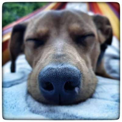 Zeigt mir die tollste Nahaufnahme von eurer Fellnase-Beitrag-Bild