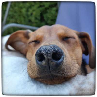 42. Handy Fotochallenge - Den richtigen Riecher haben-Beitrag-Bild