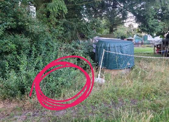 Giftköder-Fleischstückchen mit Stecknadeln!!!-Bild