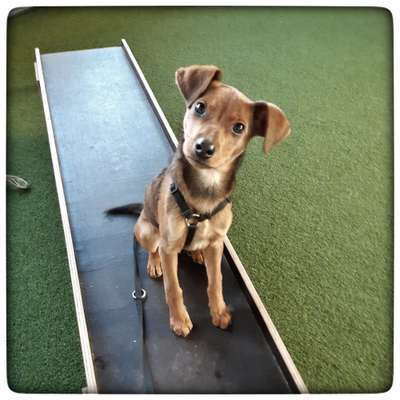 Welpen Bilder !-Beitrag-Bild