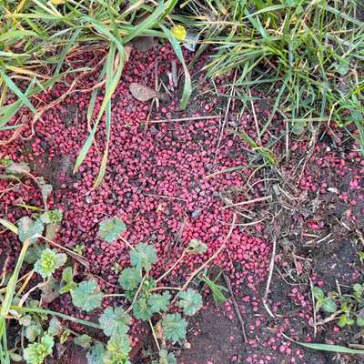 Giftköder-Offenes Ratten/Mäusegift-Bild