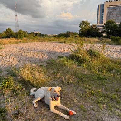 Hundetreffen-MDR Süd Hundetreff-Bild