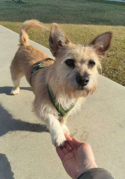 Auslandstierschutz-Beitrag-Bild