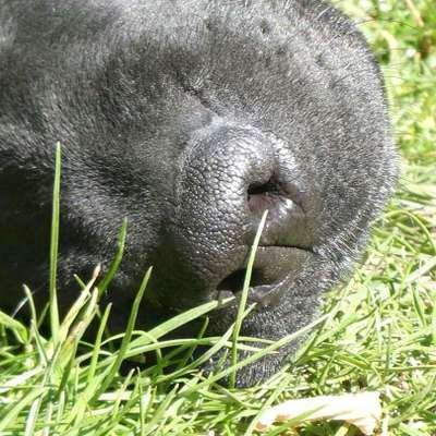 Zeigt mir die tollste Nahaufnahme von eurer Fellnase-Beitrag-Bild