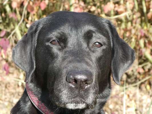 Black dogs are beautiful-Beitrag-Bild