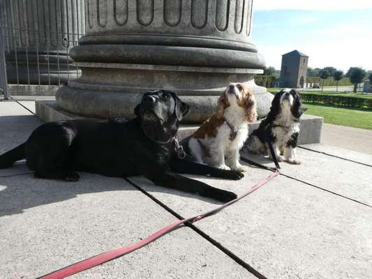 9. Collagen-Challenge 
Mein Hund und Kirchen, Ruinen, Schlösser, Burgen etc...-Beitrag-Bild