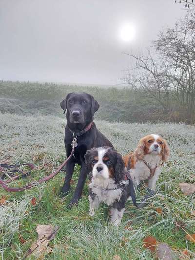 Dogorama Photo Challenge - Nebel-Beitrag-Bild