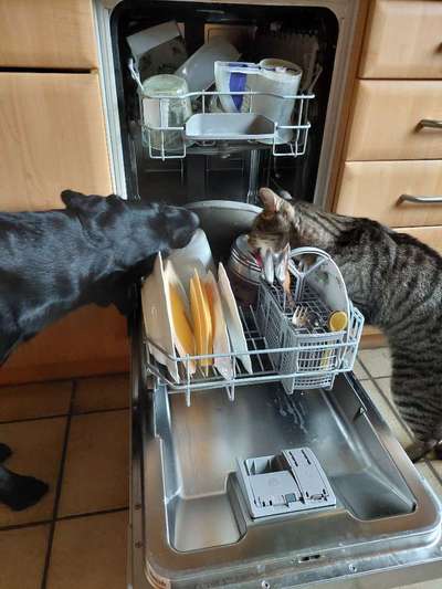 Dogorama Foto Challenge - Erwischt-Beitrag-Bild