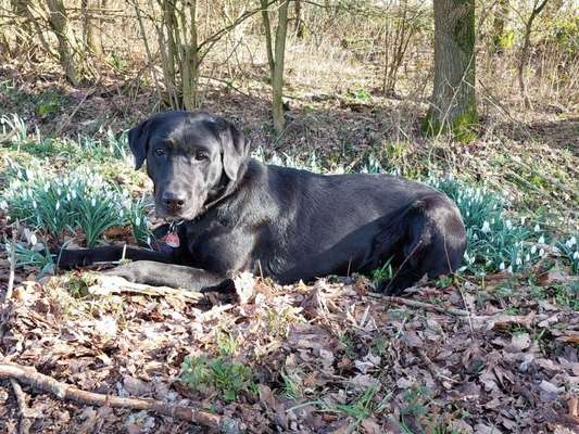 Dogorama Photo Challenge - die ersten Frühjahrsblumen-Beitrag-Bild