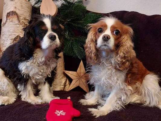 Dogorama Photo Challenge - Bescherung-Beitrag-Bild