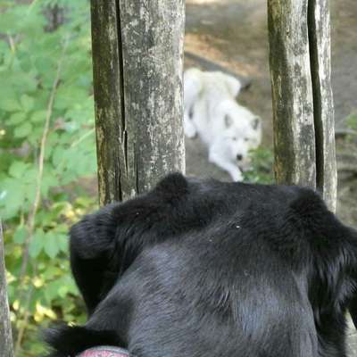 Dogorama Photo Challenge - Gegensätze-Beitrag-Bild