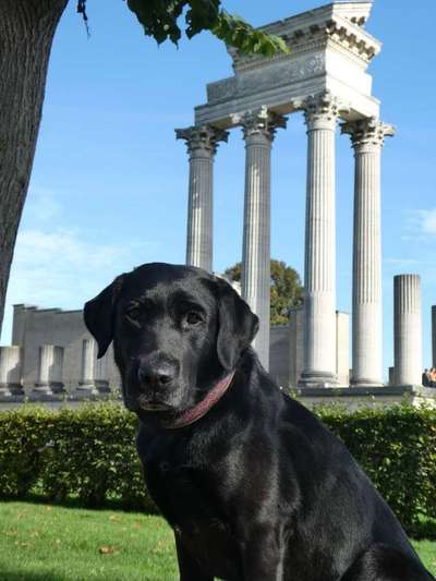 9. Collagen-Challenge 
Mein Hund und Kirchen, Ruinen, Schlösser, Burgen etc...-Beitrag-Bild