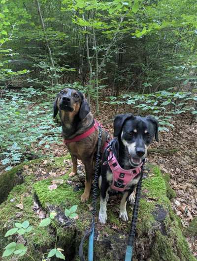 TierschutzhundeStammtisch🐕-Beitrag-Bild