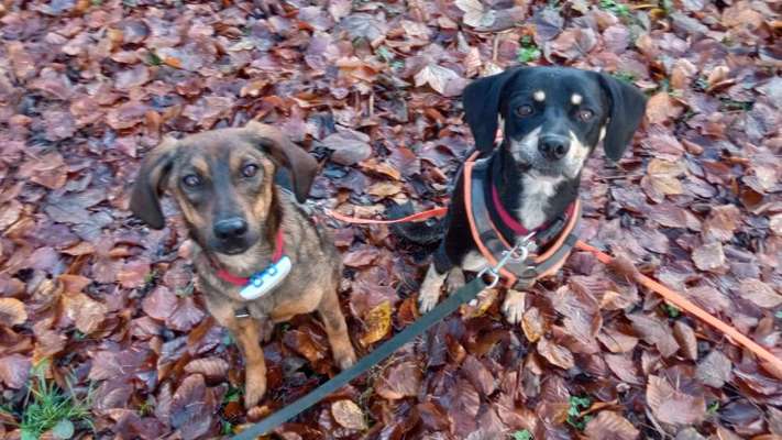 TierschutzhundeStammtisch🐕-Beitrag-Bild