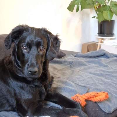 Hundetreffen-Hundedate am Wöhrd-Bild