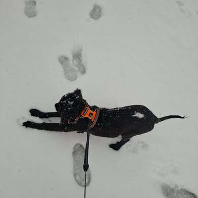 Hundetreffen-Hundedate am Wöhrd-Bild