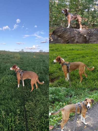 Auslandstierschutz-Beitrag-Bild