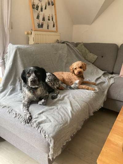 Hundetreffen-Gassi- und Spielkameraden-Bild