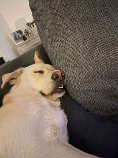 Zeigt eure verrücktesten Hundebilder-Beitrag-Bild