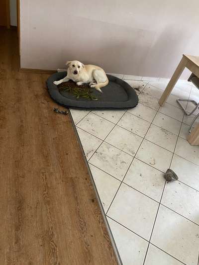 Zeig mir, dass du mit einem hund zusammenlebst....-Beitrag-Bild