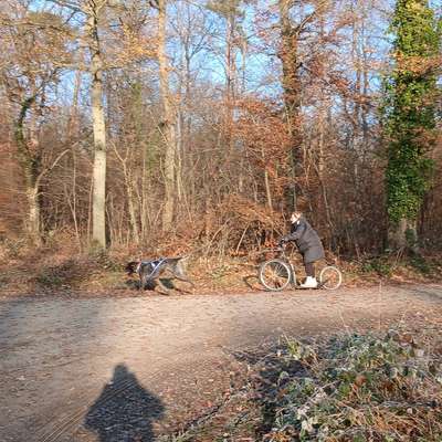Hundetreffen-Treffen für Canicross/ Fahrradtour-Bild