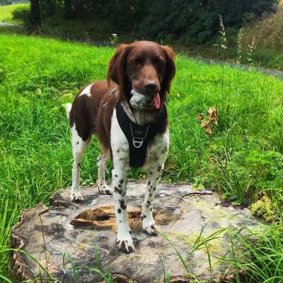 Hundetreffen-Social Walk-Bild