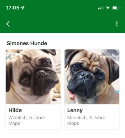 Brachycephale Hunderassen-Beitrag-Bild