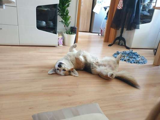 Corgis und ihre persönlichen Hofangestellten-Beitrag-Bild