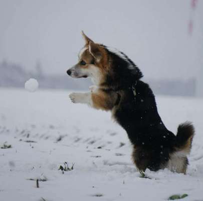 Dogorama Photo Challenge - Es wird nochmal kalt!-Beitrag-Bild