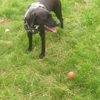 Hundetreffen-Spielkamerad/en gesucht-Bild