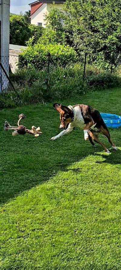 Die Dogorama Wochen Challenge-Beitrag-Bild