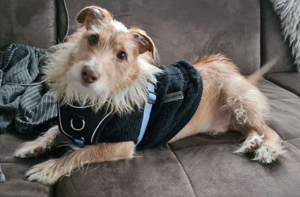 Podencomischling oder Podenco-Beitrag-Bild