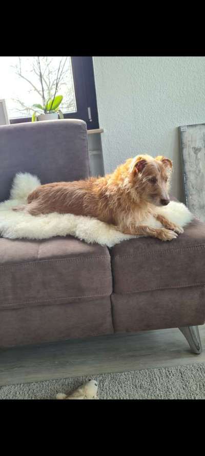 Windhunde - Treffen der besonderen Schönheiten
HERZLICH WILLKOMMEN-Beitrag-Bild