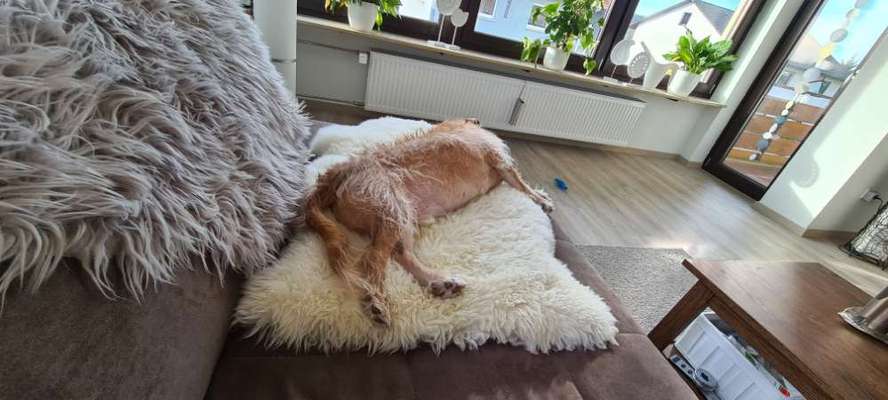 Podencomischling oder Podenco-Beitrag-Bild