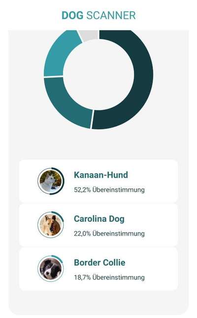 Podencomischling oder Podenco-Beitrag-Bild