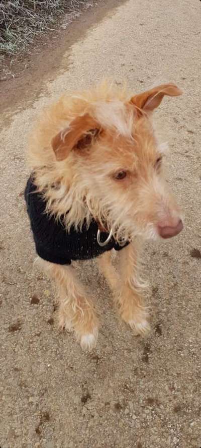 Windhunde - Treffen der besonderen Schönheiten
HERZLICH WILLKOMMEN-Beitrag-Bild