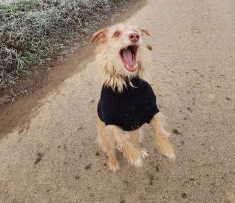 Challenge Nr. 16         Dynamik - Dein Hund in Bewegung-Beitrag-Bild