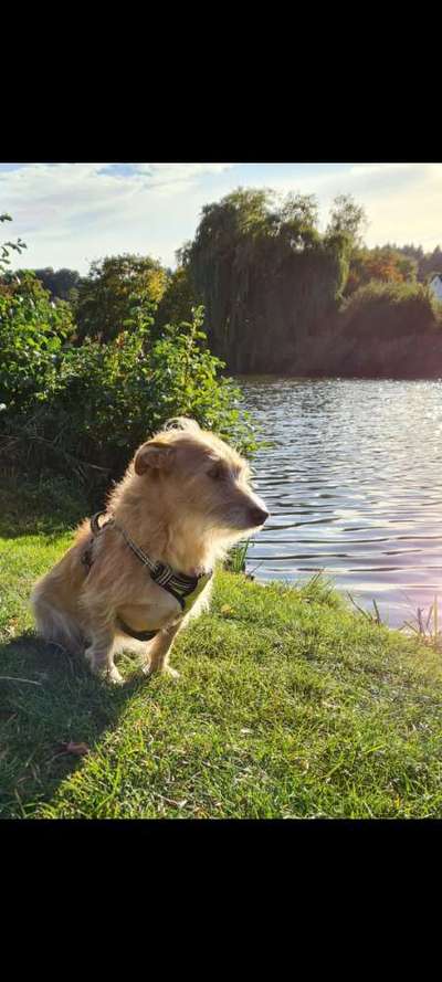 Dogorama-Monats-Challenge-Mai "Wasser"-Beitrag-Bild