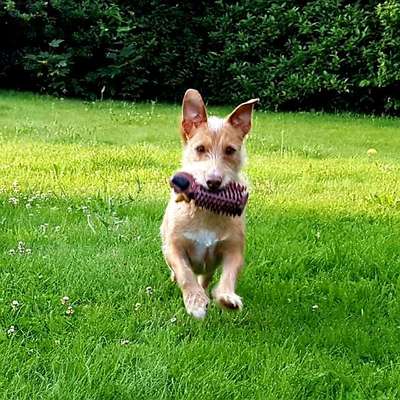 Die Dogorama Wochen Challenge-Beitrag-Bild