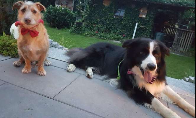 Bester Freund, Hundekumpel - zeigt her!-Beitrag-Bild