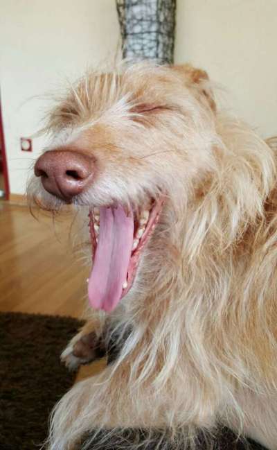 Lustigsten Grimassen von euren Hunden-Beitrag-Bild