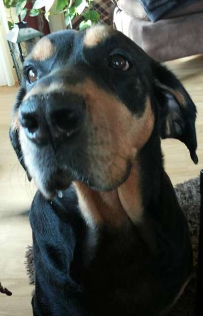 CHALLENGE NR. 19 - Der Hundeblick-Beitrag-Bild